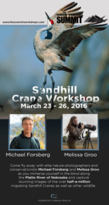Sandhill Cranes Workshop