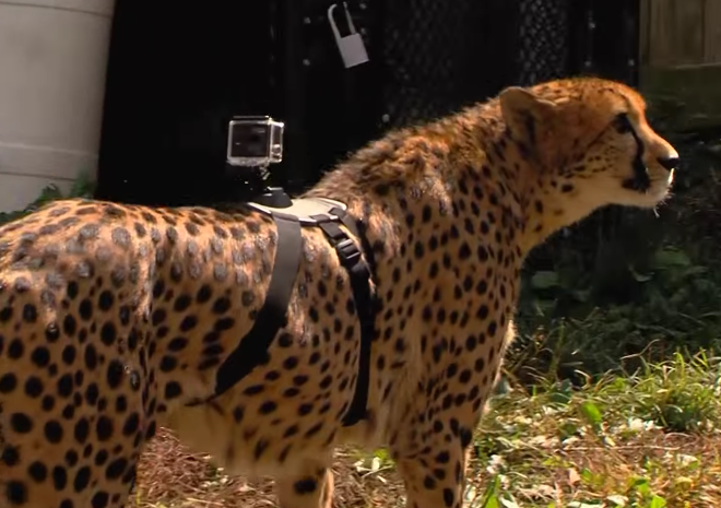 cheetah with gopro