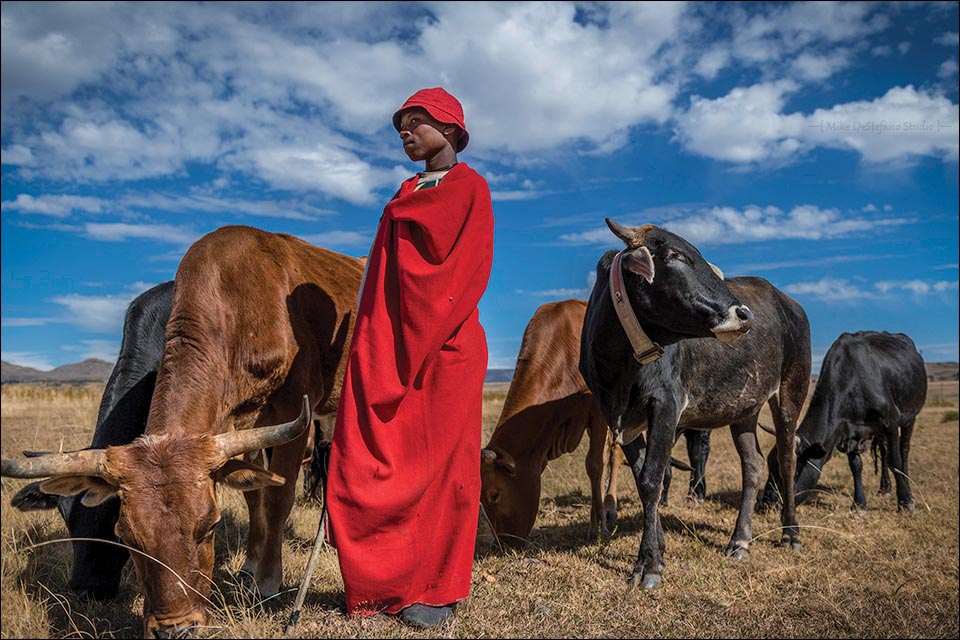2016 Professional Photo Contest Winner - "Besotho Herd Boy with his cattle and traditional blanket. Lesotho, Africa" by Michael DeStefano