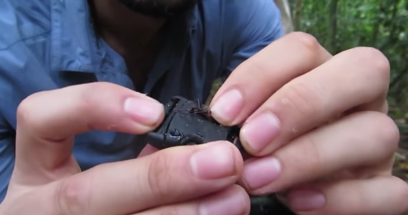 Leaf Cutter Ants Chew On Photographers Gear