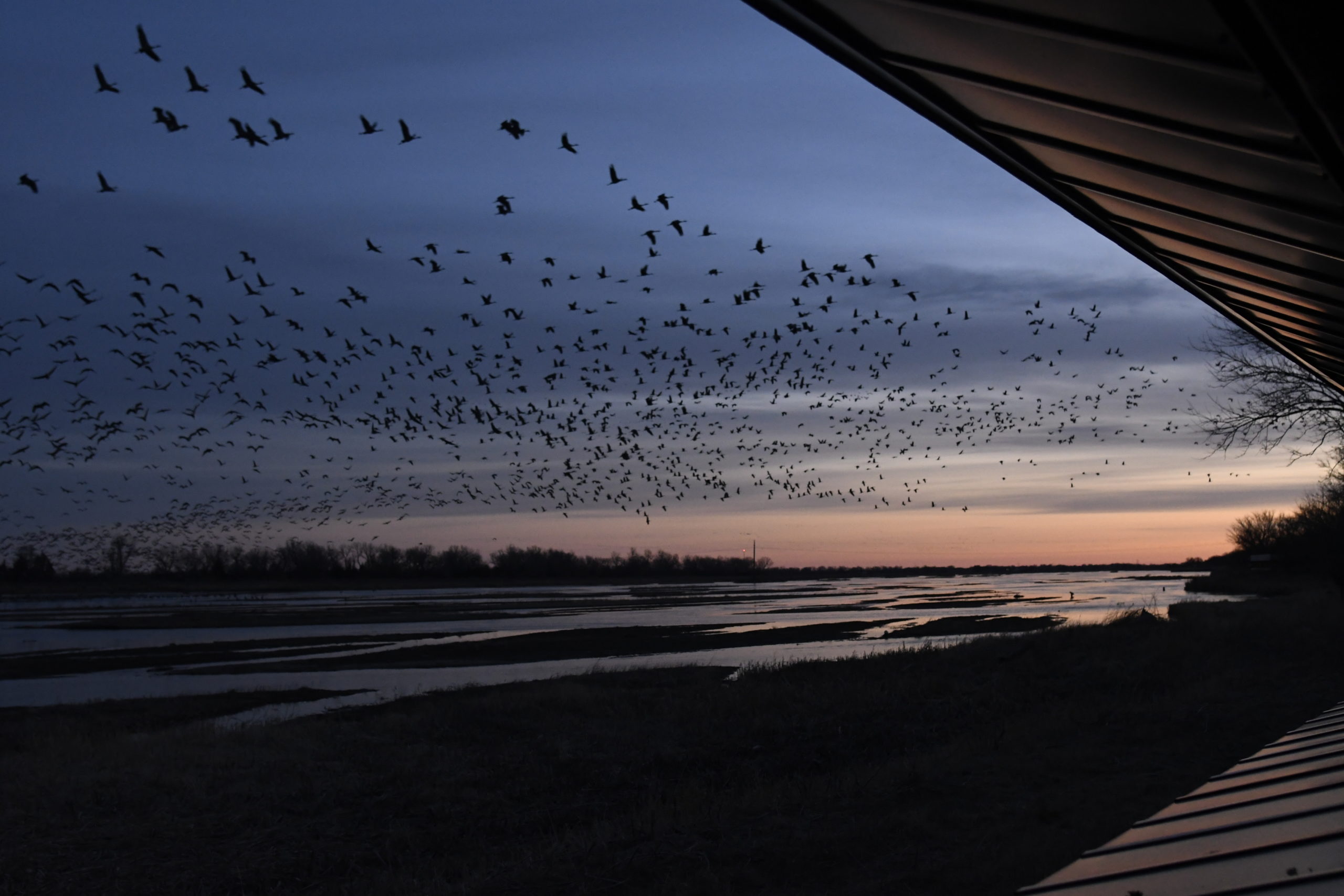 The view from our group’s blind as Sandhill Cranes depart the Rowe Sanctuary along the Platte River outside Kearney, Neb., Sunday, March 20, 2022. The thousands of cranes will work the fields and along the river all day, bulking up for the next leg of their spring migration, which could take hem as far as Siberia. (Photo by Brian Horton)