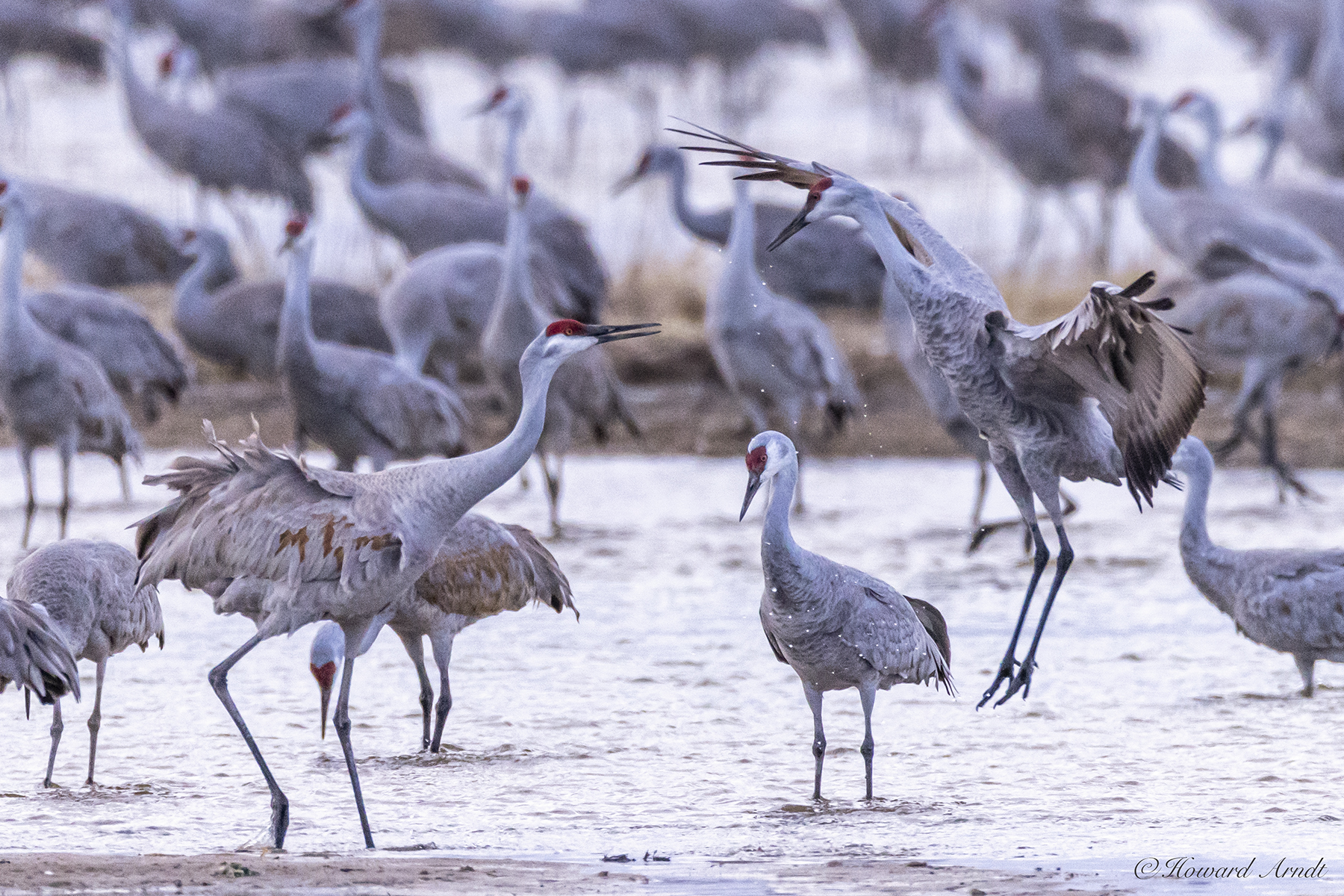 Learn from Leading Conservation Photographers