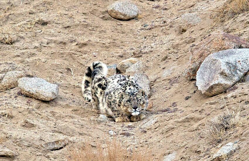 Search for Snow Leopards