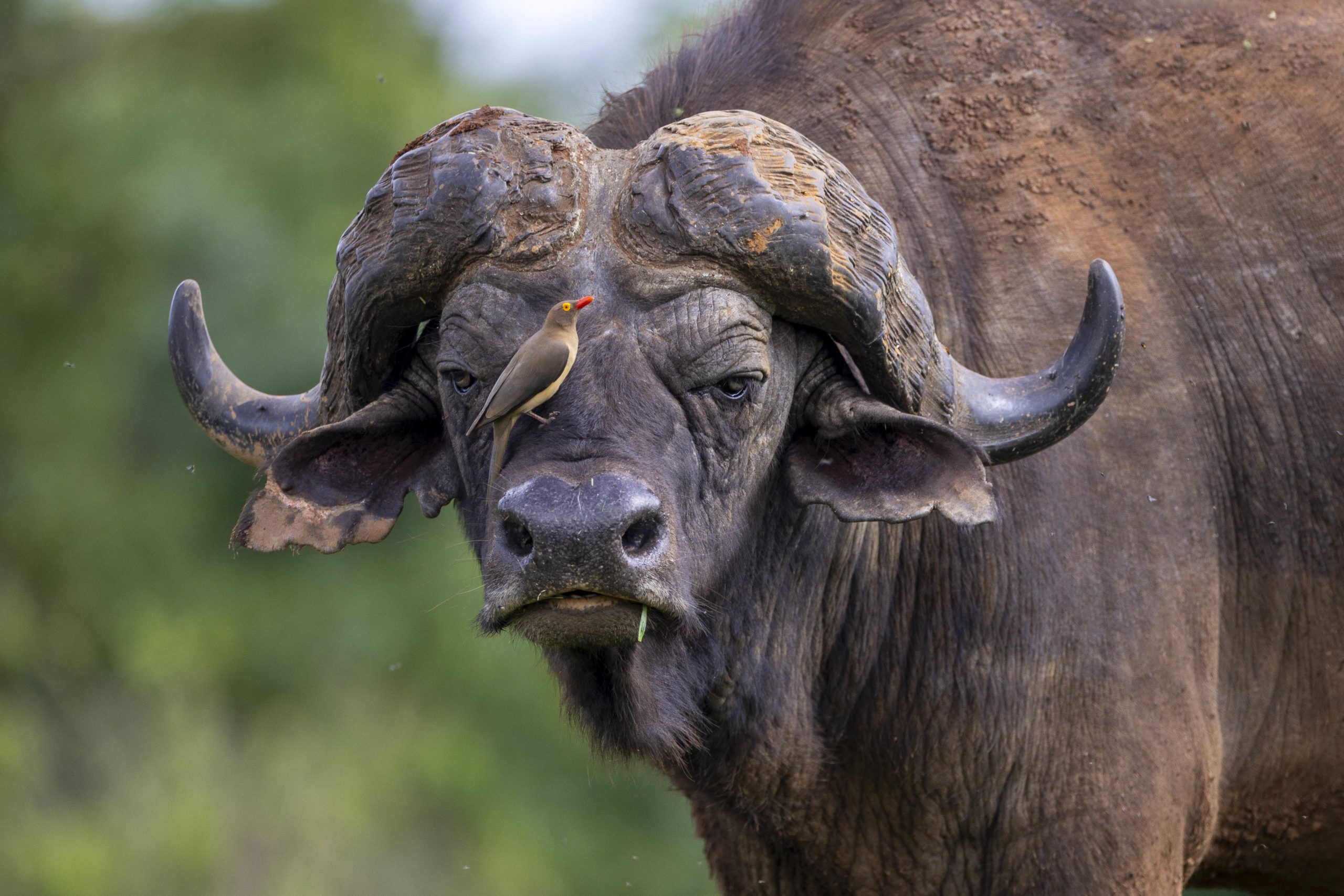 Conservation storytelling