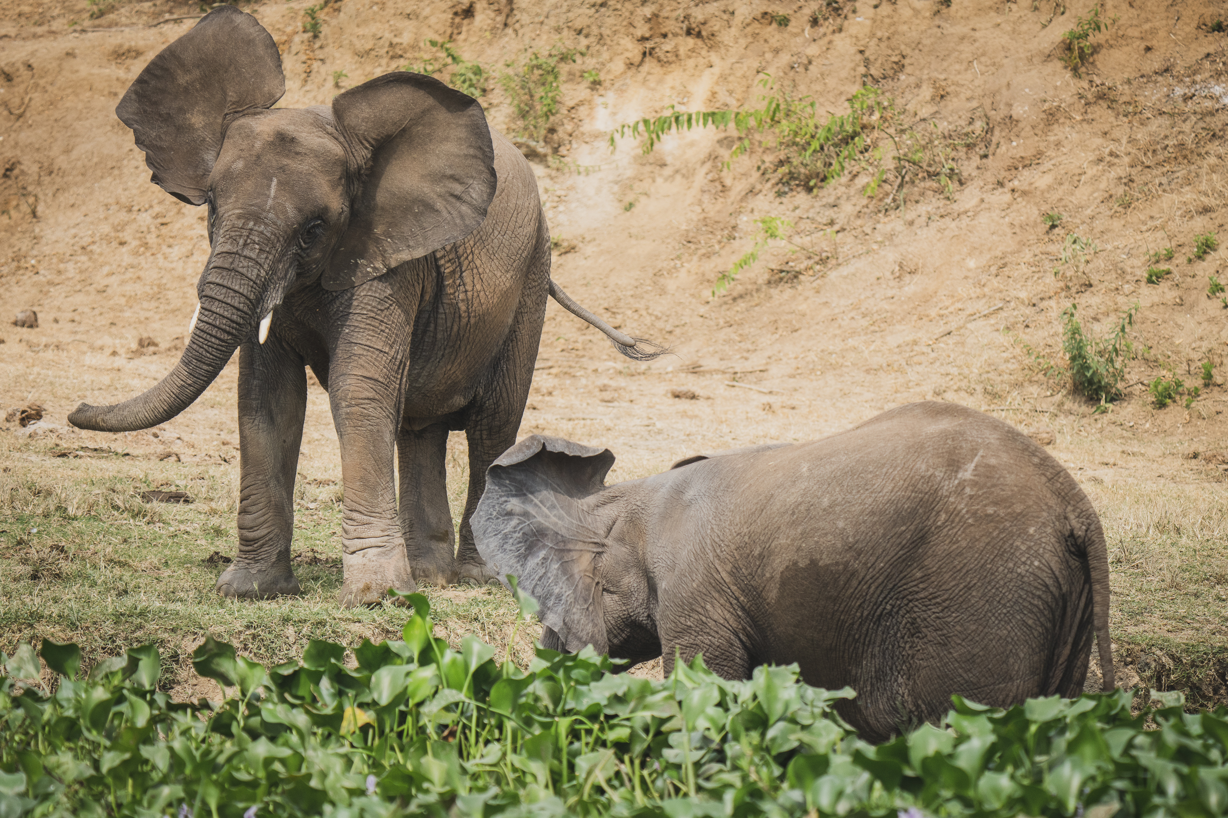 Conservation storytelling