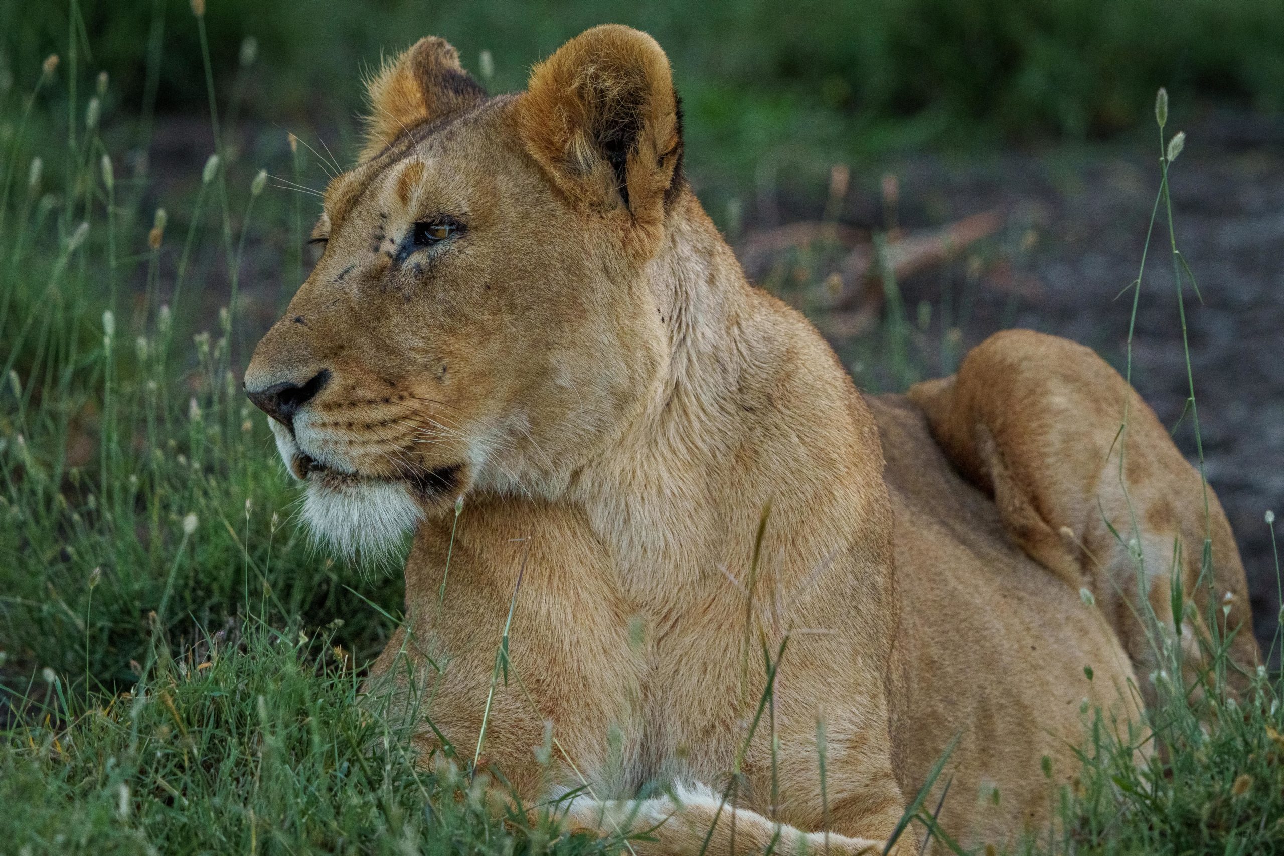 Kenya, lion