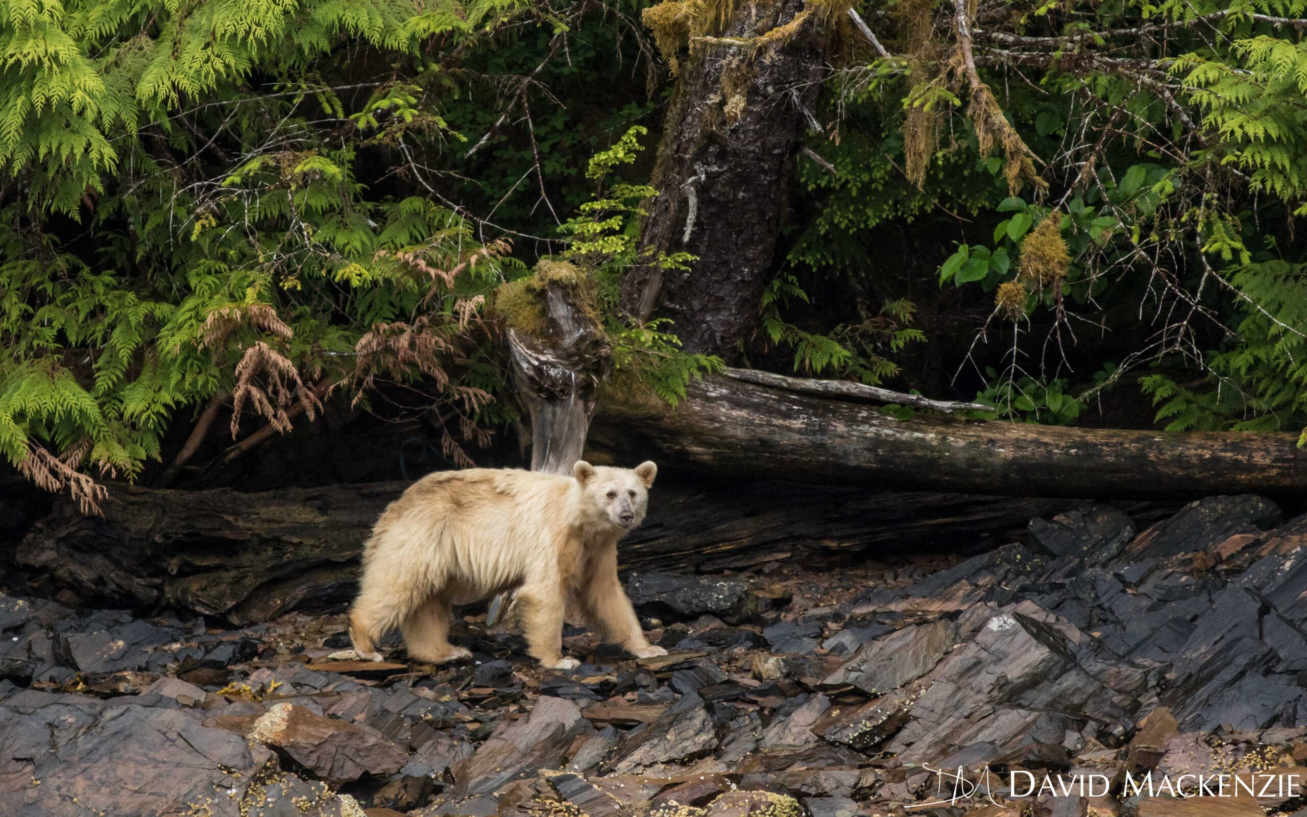 Great Bear Rainforest