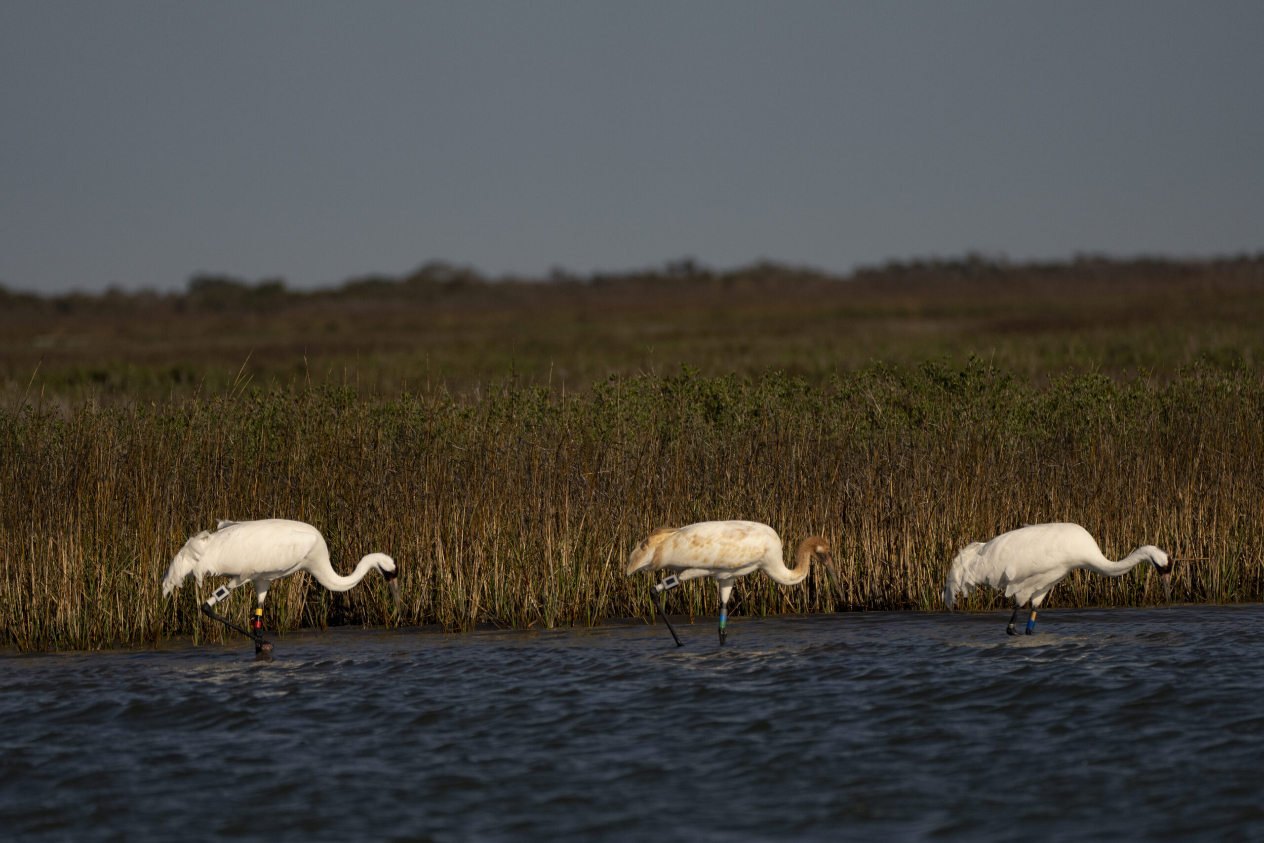 Gulf Coast