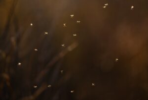 Summit Nature workshop 2025, insects