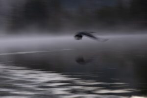 Summit Nature workshop 2025, bird