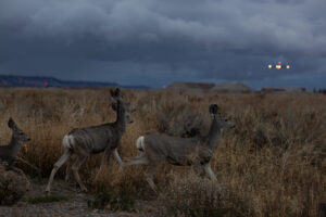 Summit Nature workshop 2025, deer, Jackson airport