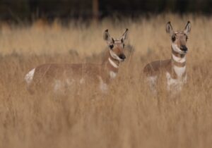 Summit Nature workshop 2025, pronghorn