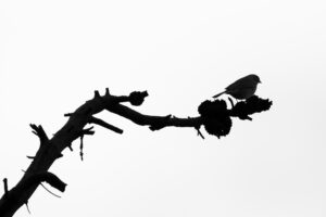 Summit Nature workshop 2025, bird