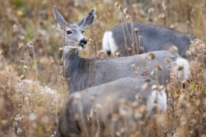 Summit Nature workshop 2025, deer
