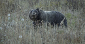 Summit Nature workshop 2025, grizzly bear