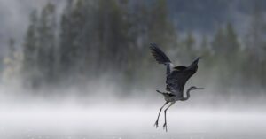 Summit Nature workshop 2025, bird