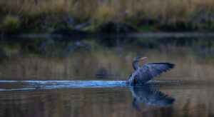 Summit Nature workshop 2025, bird