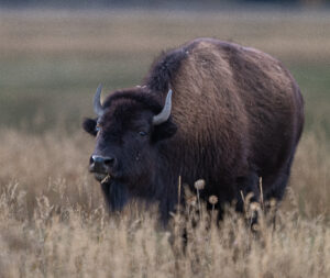 Summit Nature workshop 2025, bison