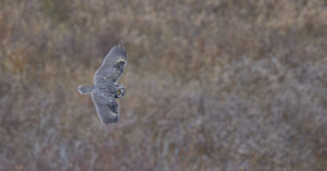 Summit Nature workshop 2025, owl
