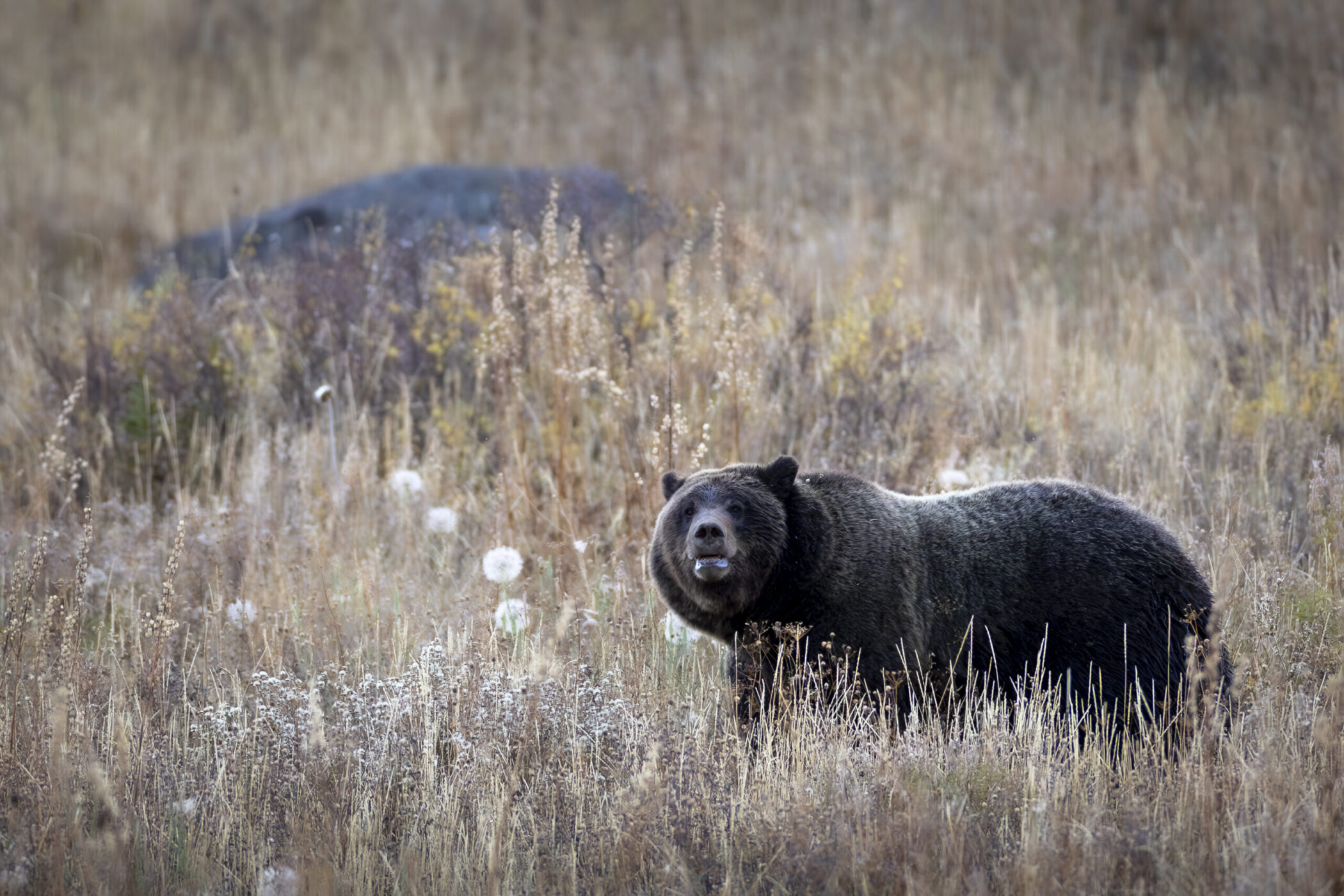 Grizzly bear walking across plain in the Grand Teton National Park