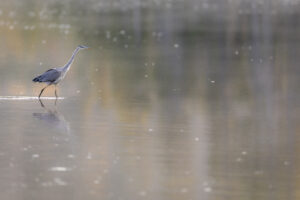 Summit Nature workshop 2025, bird