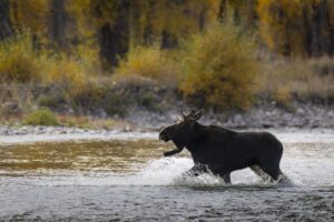 Summit Nature workshop 2025, moose
