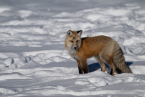 Wildlife Editing Online class