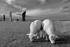 two goats grazing near standing stones