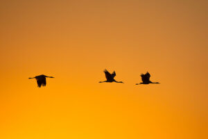 Whooping crane flying at sunset along the Texas Gulf Coast