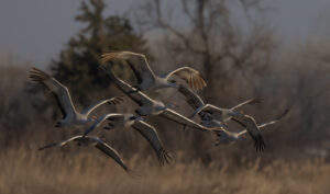 Sandhill Cranes in flight off the Platte River in Nebraska