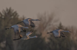 Sandhill Cranes taking flight off the Platte River in Nebraska