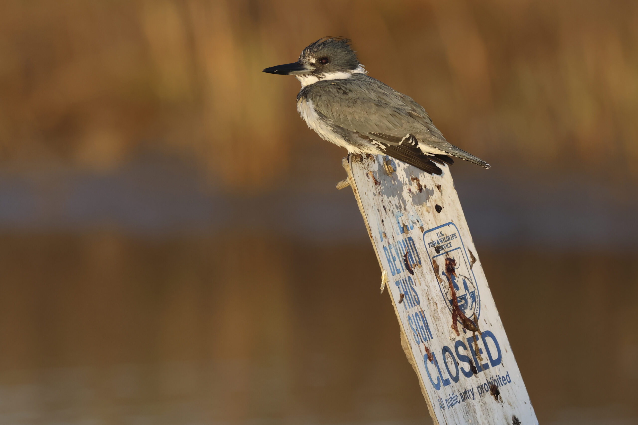 Bird atop sign in Aransas National Wildlife Refuge in Texas