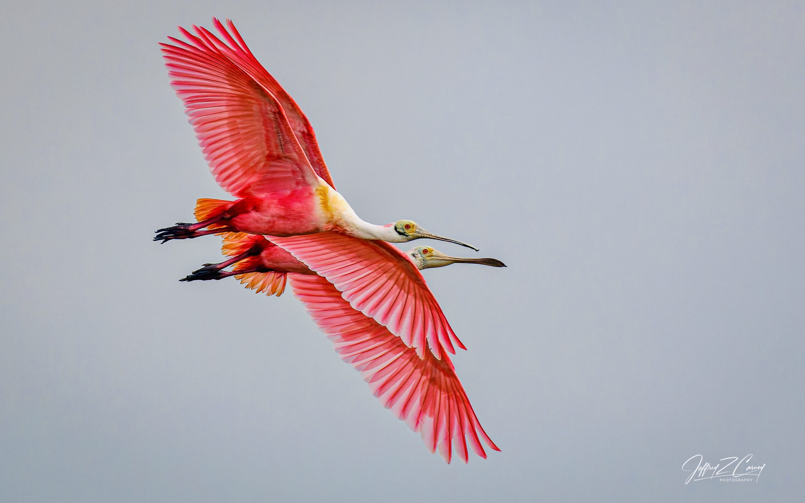 Explore the Rich Winter Birdlife of the Gulf Coast