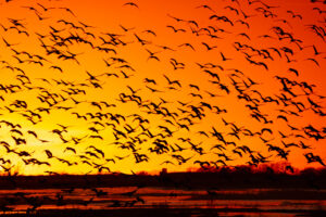 Sandhill Cranes returning to roost in the Platte River at sunset during migration season