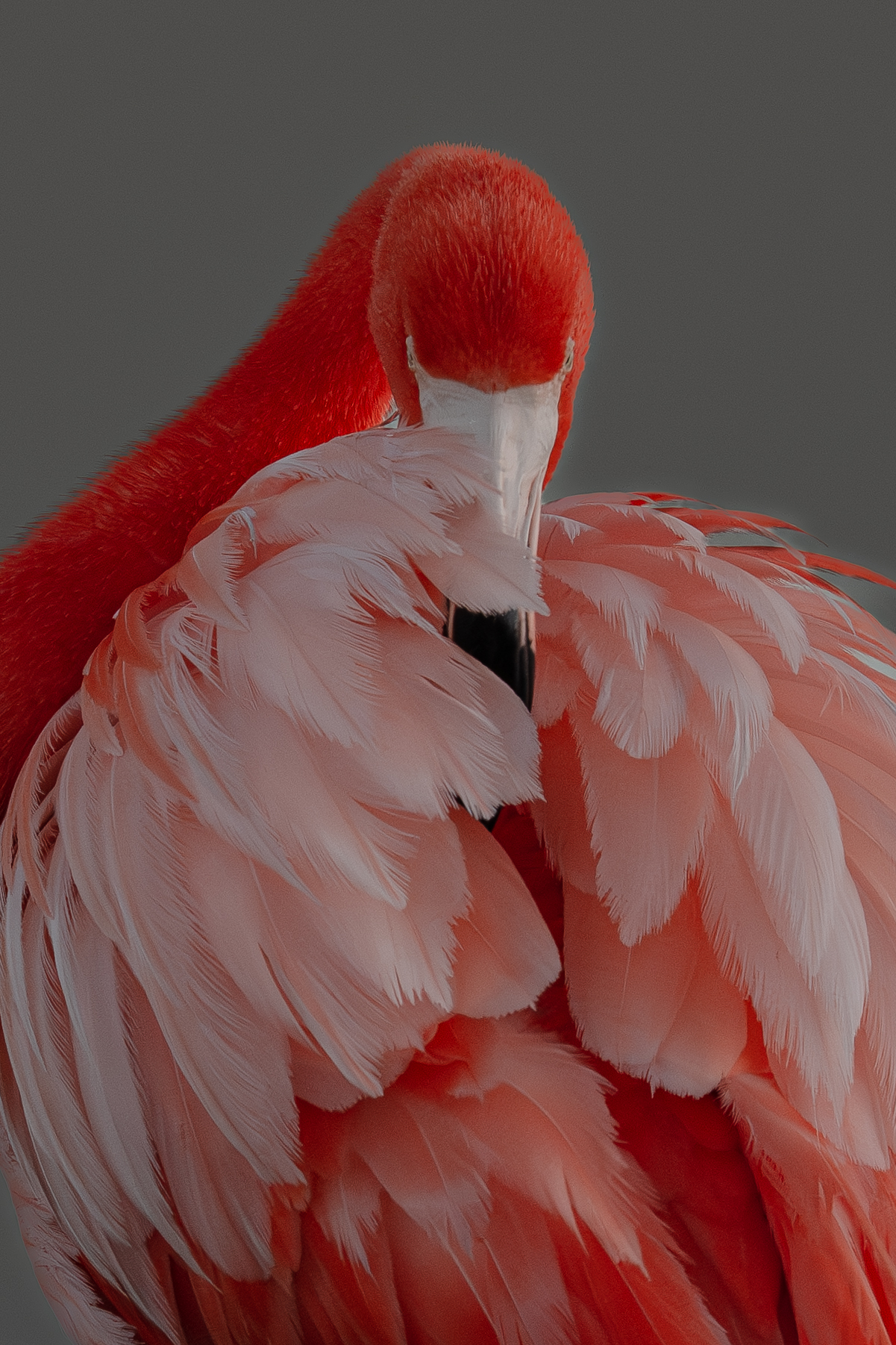 Flamingo preening at the Leonabelle Turnbull Birding Center