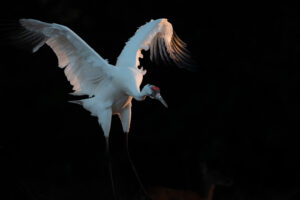 Whooping crane landing in Aransas National Wildlife Refuge